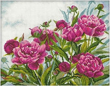 Пионы