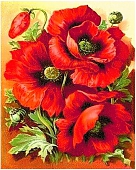 Яркие маки